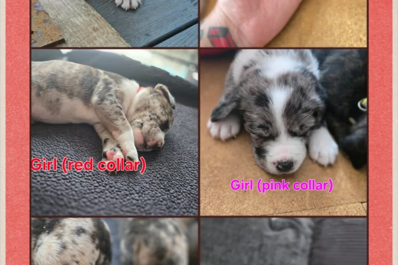 Border Collie