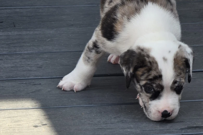Border Collie