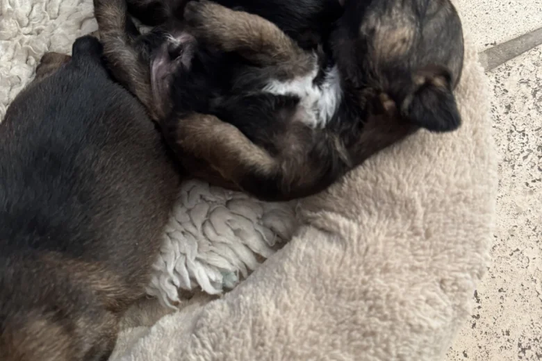 Border Terrier