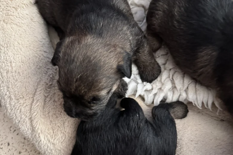 Border Terrier