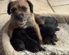 Border Terrier