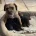 Border Terrier