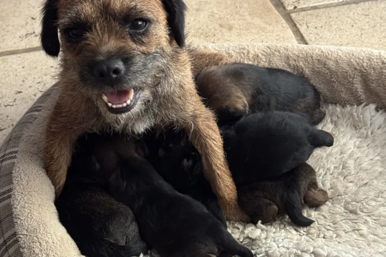 Border Terrier