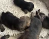 Border Terrier