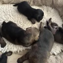 Border Terrier