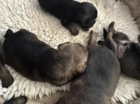 Border Terrier