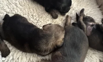 Border Terrier