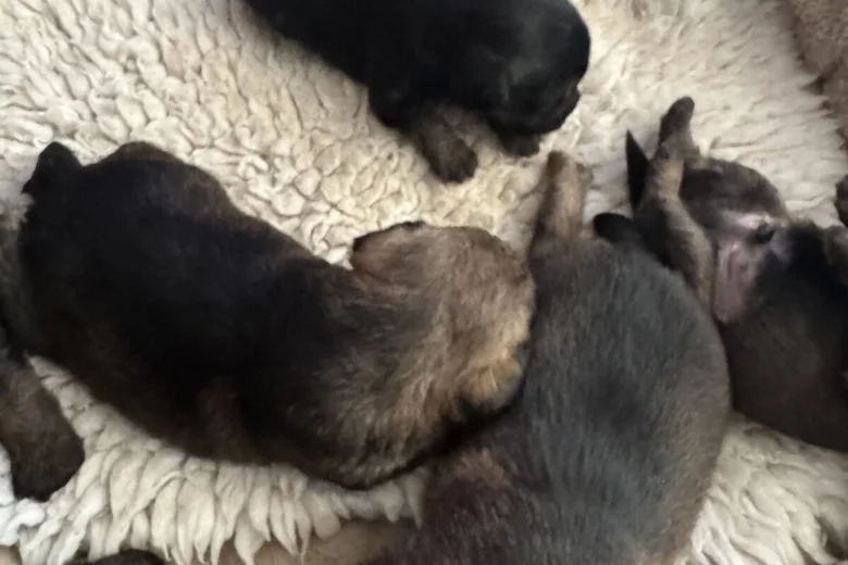 Border Terrier