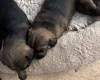 Border Terrier