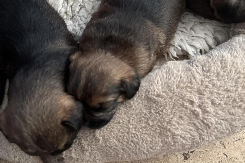 Border Terrier
