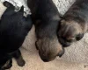 Border Terrier