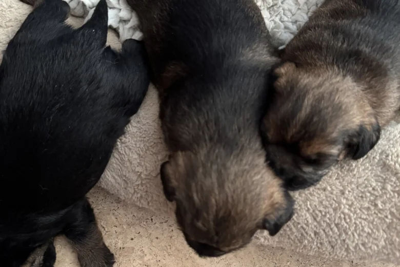 Border Terrier