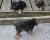 Border Terrier