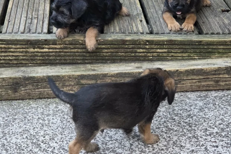 Border Terrier