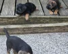 Border Terrier