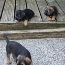 Border Terrier