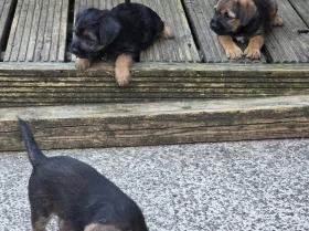 Border Terrier