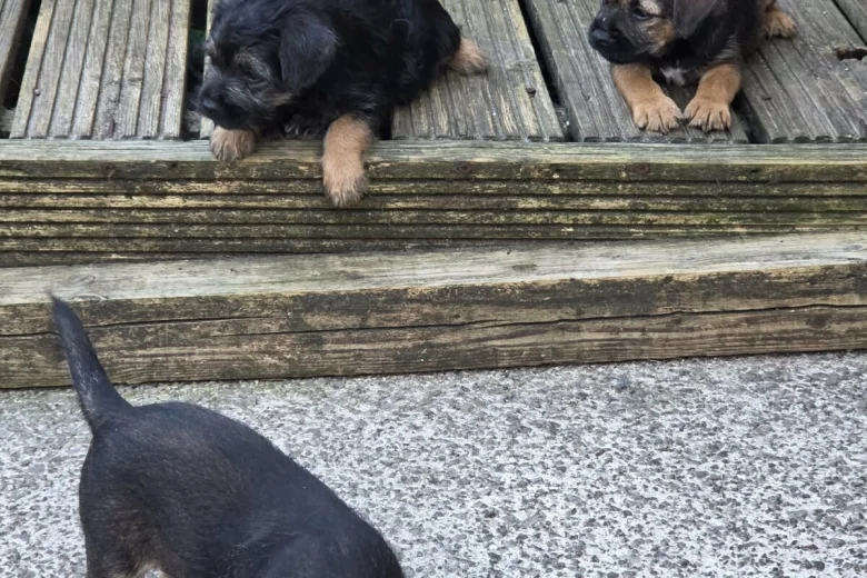 Border Terrier