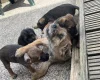 Border Terrier