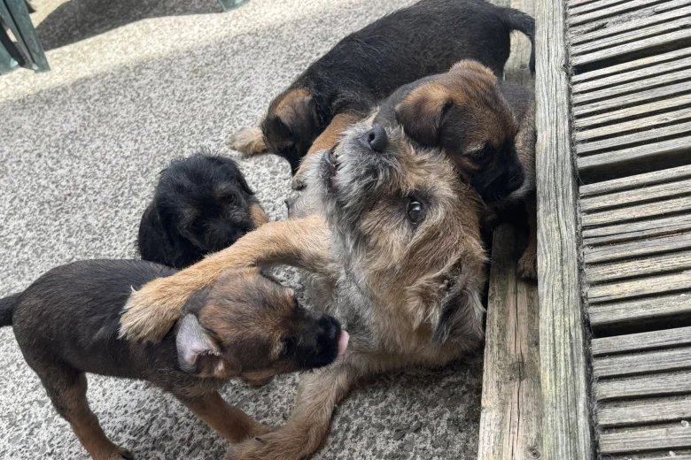 Border Terrier