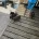 Border Terrier