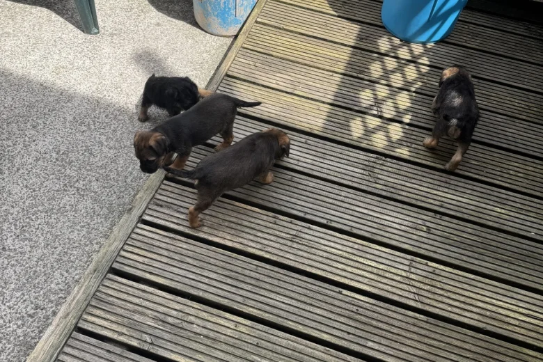 Border Terrier