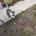 Boston Terrier