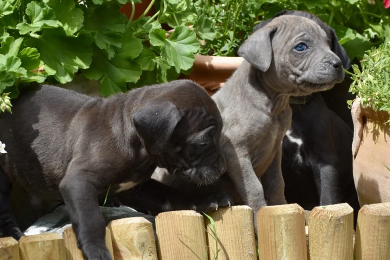 Cane Corso