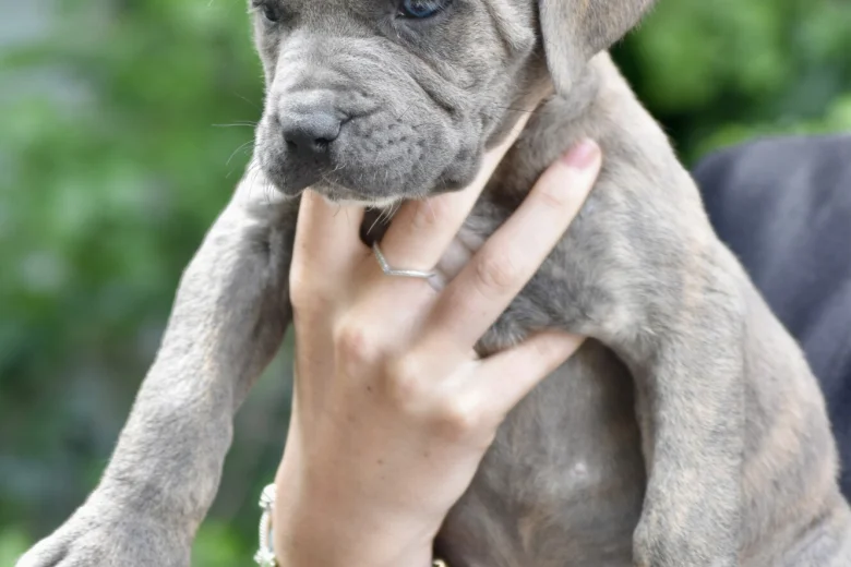 Cane Corso