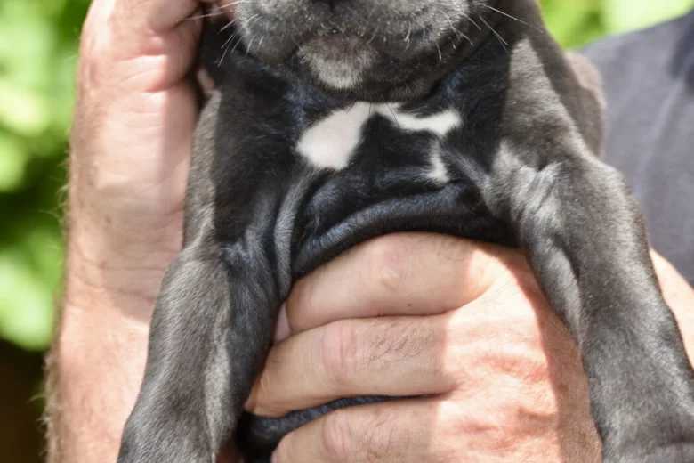 Cane Corso