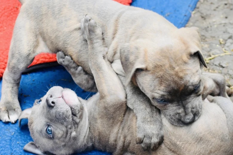 Cane Corso
