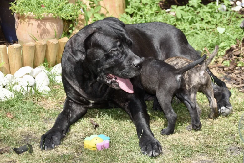 Cane Corso
