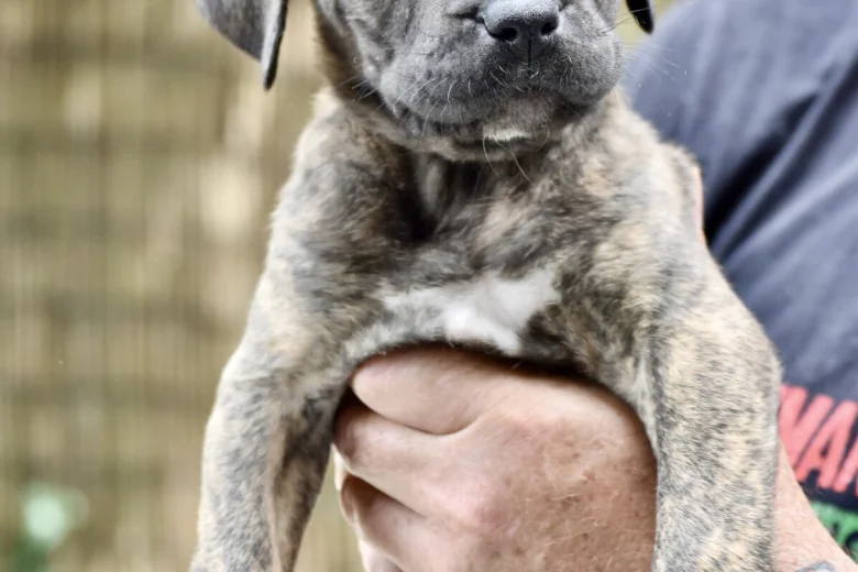 Cane Corso