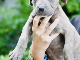 Cane Corso