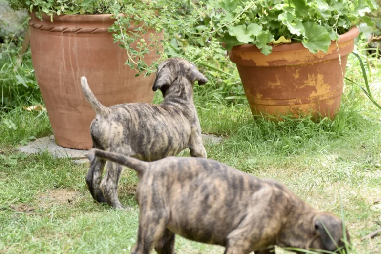 Cane Corso