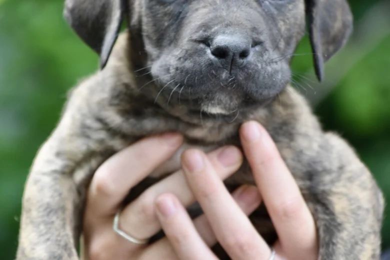 Cane Corso
