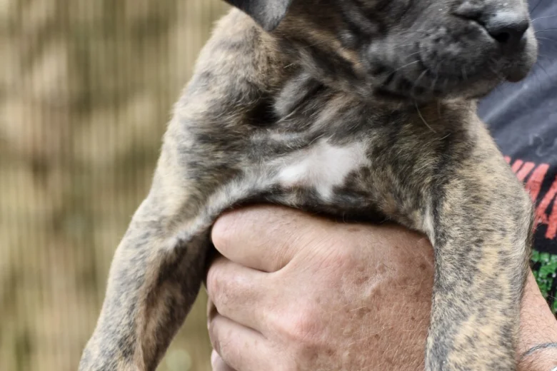 Cane Corso