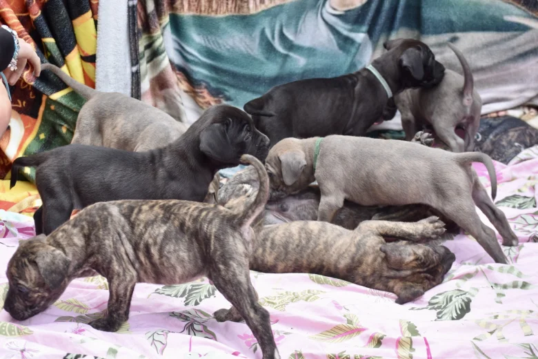 Cane Corso