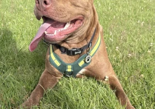 Stud