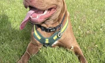 Cane Corso
