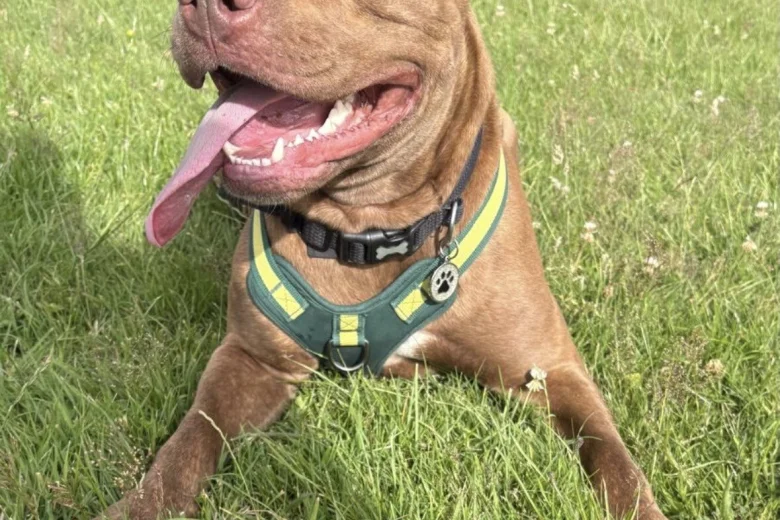 Cane Corso