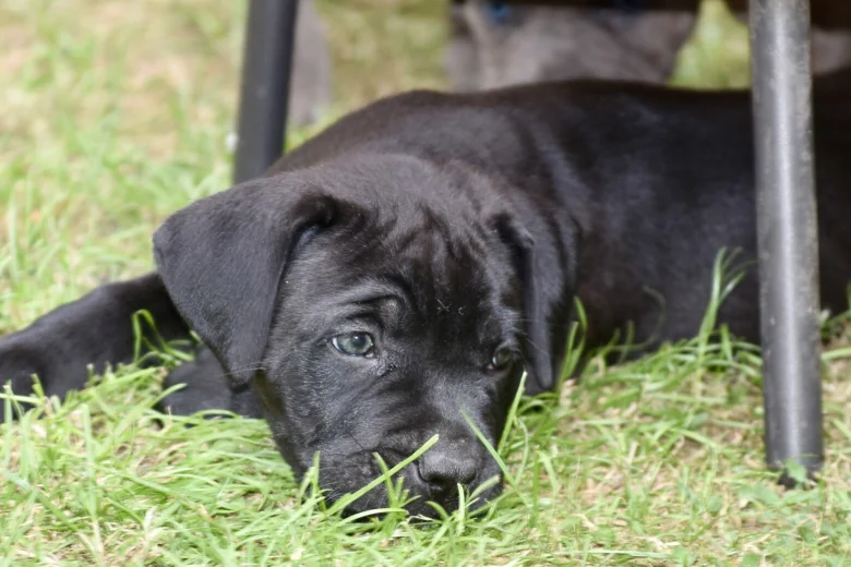 Cane Corso