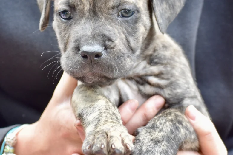 Cane Corso