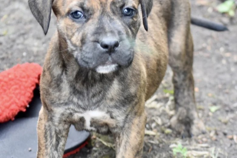Cane Corso