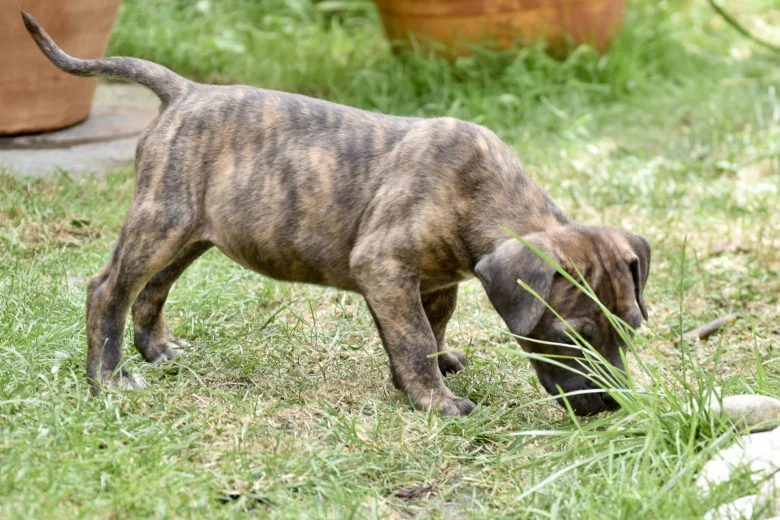 Cane Corso