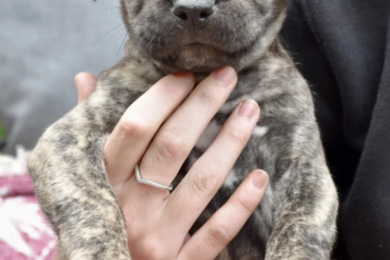 Cane Corso