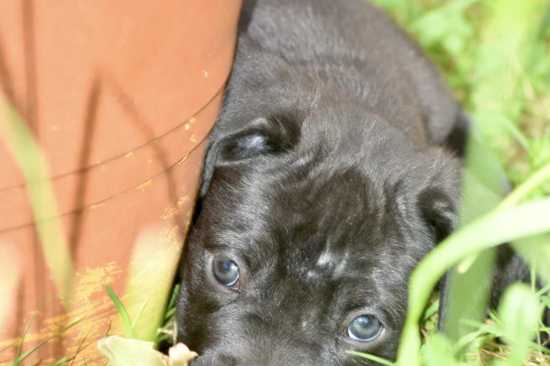 Cane Corso