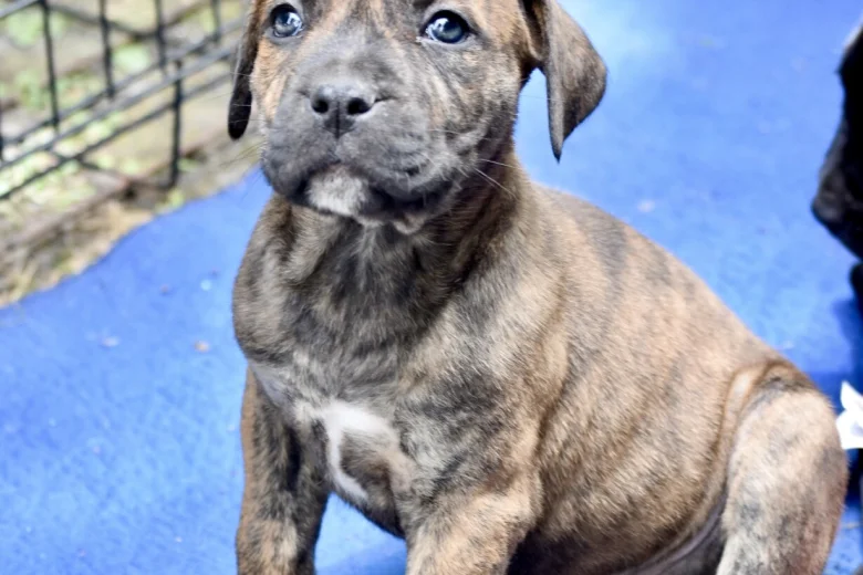 Cane Corso