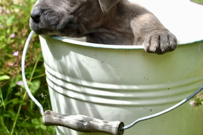 Cane Corso