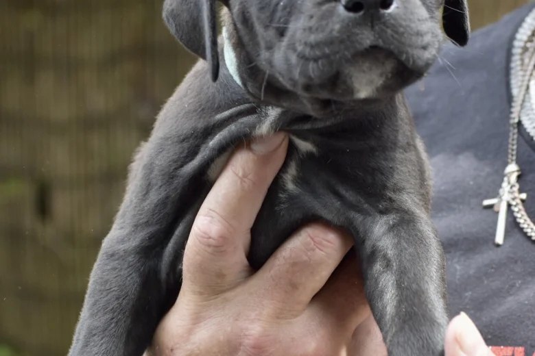 Cane Corso